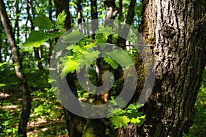 Oak tree in the green forest