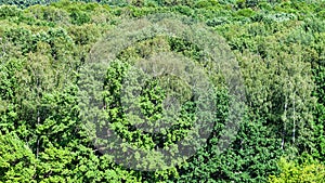 Oak tree in green forest in summer