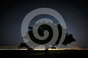 Oak tree with green leaves on a background of the night sky