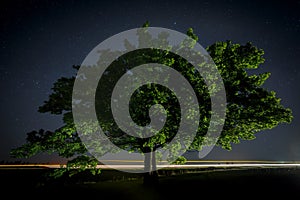 Oak tree with green leaves on a background of the night sky