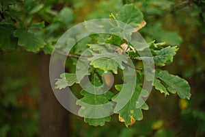 Oak tree with green leaves growing in autumn forest closeup