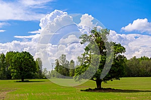 An oak tree on a green meadow, against a beautiful blue sky with snow-white clouds. Natural scenery