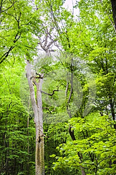 Oak tree in green spring forest