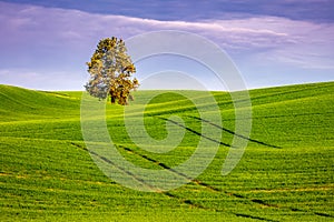 Oak tree in green wheat field, Palouse, WA