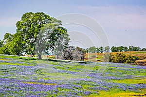 Oak tree growing on a meadow covered in blooming wildflowers on a sunny spring day; North Table Mountain Ecological Reserve,