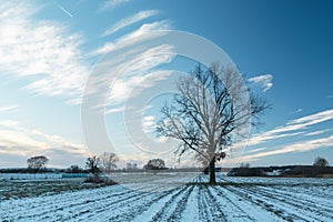 A oak tree growing in a snow-covered agricultural field