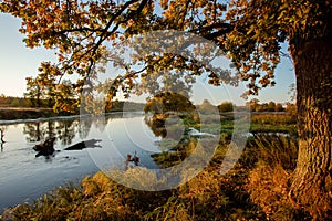 An oak tree hanging over the water of a river on a early autumn morning