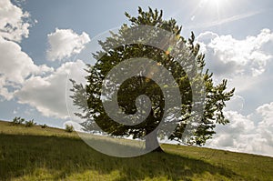 oak tree on a hill