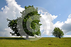 Oak tree on a hill