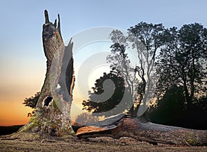 Oak tree hit by lightning