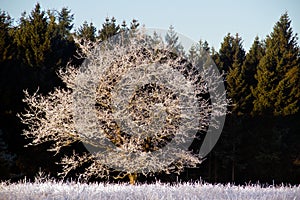 Oak tree with hoarfrost