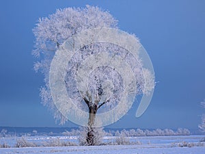 Tree with glacÃÂ¨ icing.