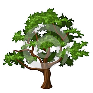 vector oak tree. photo