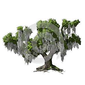 Oak tree isolated. Vector illustration