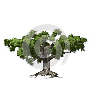 Oak tree isolated. Vector illustration