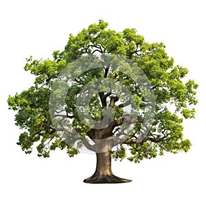 Oak tree isolated on white transparent background