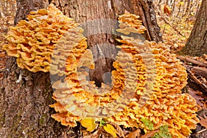 Oak tree Laetiporus sulphureus Sulfur Shelf shroom photo