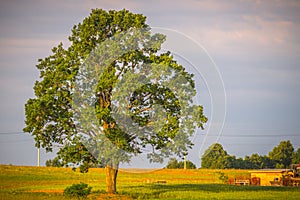 Oak tree landscape