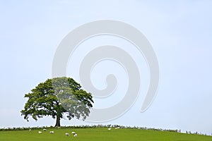 Oak Tree Landscape