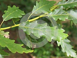 Oak tree leaf