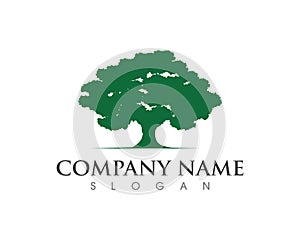 Oak tree Leaf Logo template