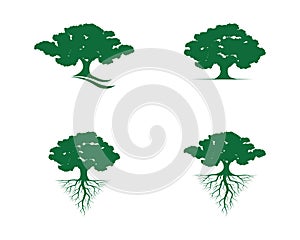 Oak tree Leaf Logo template