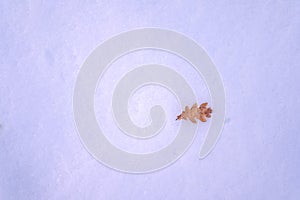 Oak tree leaf on white snow