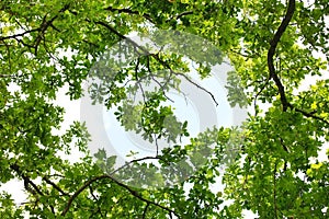 Oak tree leafage photo