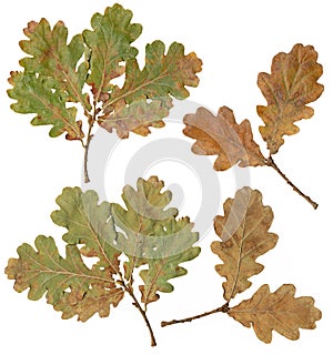 Oak tree leafs