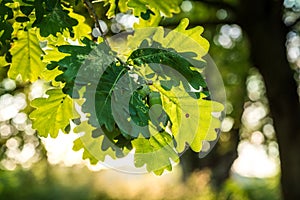 Oak tree leafs on the forest