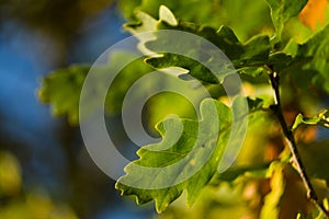 Oak tree leaves