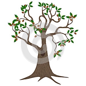 Oak tree with leaves and acorns isolated on a white background.