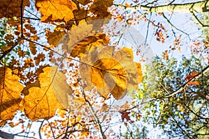 Oak tree leaves against the sky