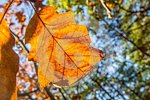 Oak tree leaves against the sky