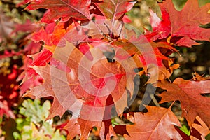 Oak tree leaves in autumn