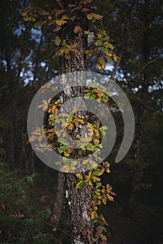 Quercia un albero foglie autunno colori bellissimo la luce un composizione telaio 