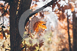 Oak tree leaves background. Oak branch with golden leaves. Autumn leaves texture and background for design.