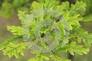 Oak tree leaves on a brranch close up isolated