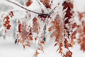 Oak tree leaves covered with snow and hoarfrost on winter day. Frozen brown branches covered with ice in park