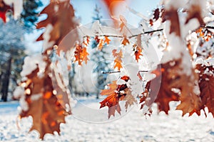 Oak tree leaves covered with snow on sunny winter day. Frozen brown branches grow in park