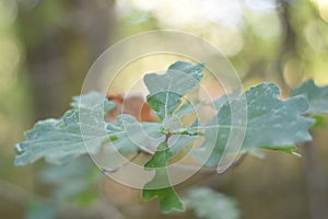 Oak tree leaves