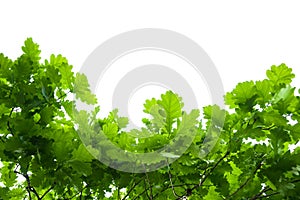 Oak tree leaves isolated