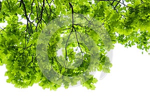 Oak tree leaves isolated