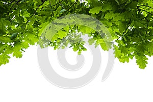 Oak tree leaves isolated
