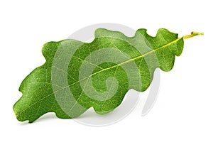 Oak tree leaves isolated