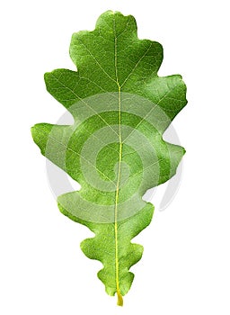 Oak tree leaves isolated
