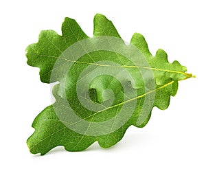 Oak tree leaves isolated