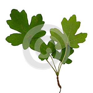 Oak tree leaves isolated on white