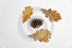 Oak tree leaves and a pine cone isolated on white background