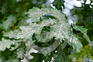 Oak tree leaves sunlight